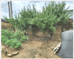  2025Ÿ��33421  ����