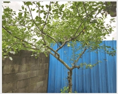  2025Ÿ��33421  ���ð��