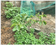  2025Ÿ��33421  ���ð��