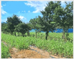  2025Ÿ��4389 ���� ���ֽ� ��õ�� ������ 11-68      ����(������)���