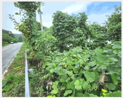  2025Ÿ��33881  �������