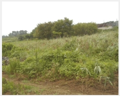  2025Ÿ��4129 ���� ���ֽ� �հ�� ��긮 304-5      ����(��)���