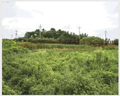  2025Ÿ��4761  ����