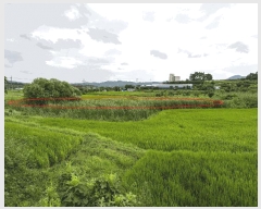  2025Ÿ��4761  ����