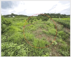  2025Ÿ��4761  ����