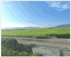  2025Ÿ��33618 ���� ��籺 ����� ������ 809-25      ����(��)���