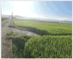  2025Ÿ��33618 ���� ��籺 ����� ������ 809-25      ����(��)���