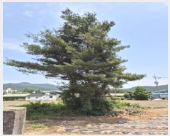  2025Ÿ��2376 ���� ���ֽ� �ٽø� ��� 34      ����(����)���