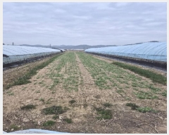  2025Ÿ31459  ֽ  ǳ 959-2      ()