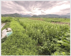  2025Ÿ��33468  �����