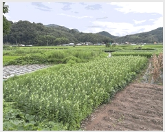  2025Ÿ��33468  �����