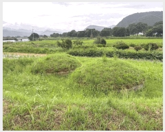  2025Ÿ��33468  �����