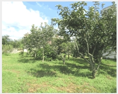  2025Ÿ��33666  ���ð��