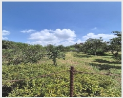  2025Ÿ��33666  ���ð��