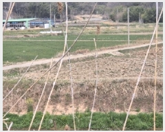  2025Ÿ��32373 ���� ���ֽ� �ݳ��� û�۸� 1154-11      ����(��)���