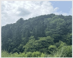  2025Ÿ��32723 ���� ��� ����� ��� 1494-1      ����(����)���