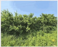  2025Ÿ��32819 ���� �强�� ���� ȭ�긮 209      ����(��1)���