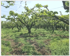  2025Ÿ��32575 ���� ���ֽ� ��õ�� �Ű��� 596-8      ����(��)���