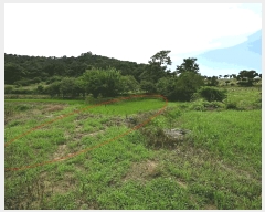  2025Ÿ��33081  ����