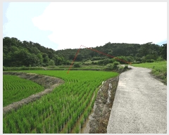  2025Ÿ��33081  ����