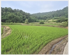  2025Ÿ��33081  ����