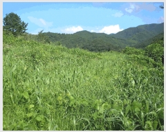  2025Ÿ��33523  �����