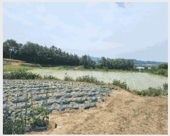  2025Ÿ��3553  ����