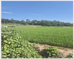  2025Ÿ��3553  ����