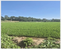  2025Ÿ��3553  ����