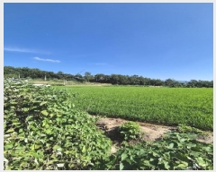  2025Ÿ��3553  ����