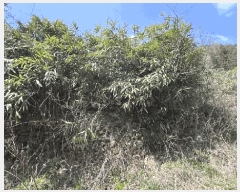  2025Ÿ50975   պҸ ϸ 576-1      ()