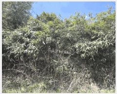  2025Ÿ50975   պҸ ϸ 576-1      ()