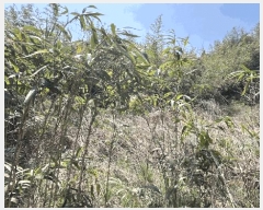  2025Ÿ50975   պҸ ϸ 576-1      ()