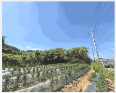  2025Ÿ51142  žȱ  ڵ 955      ()