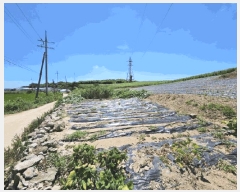  2025Ÿ��51258 ���� �žȱ� ������ ��ȭ�� 1965      ����(��1)���