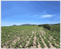  2025Ÿ��51258 ���� �žȱ� ������ ��ȭ�� 1965      ����(��1)���