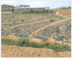  2025Ÿ��377 ���� ���ȱ� ��� ���� 1068-23      ����(��1)���