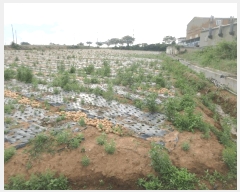  2025Ÿ��377 ���� ���ȱ� ��� ���� 1068-23      ����(��1)���