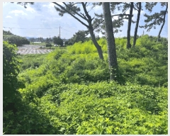  2025Ÿ425  ϱ  ︮ 198-31      (Ӿ)