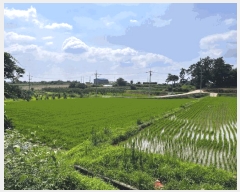  2025Ÿ425  ϱ  ︮ 198-31      (Ӿ)