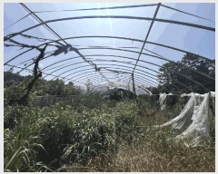  2025Ÿ425  ϱ  ︮ 198-31      (Ӿ)