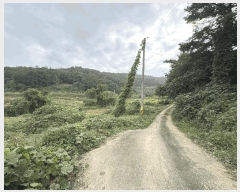  2025Ÿ��501 ���� ���ϱ� �źϸ� ��긮 23      ����(��)���