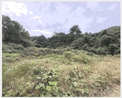  2025Ÿ��501 ���� ���ϱ� �źϸ� ��긮 23      ����(��)���