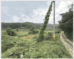  2025Ÿ��501 ���� ���ϱ� �źϸ� ��긮 23      ����(��)���