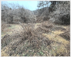  2025Ÿ50590  ϱ  Ѵ븮 239      ()