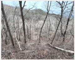  2025Ÿ50590  ϱ  Ѵ븮 239      ()