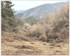  2025Ÿ50590  ϱ  Ѵ븮 239      ()