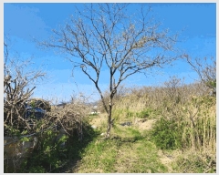  2025Ÿ51007  ϱ   411      ()