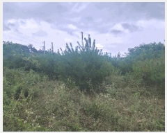  2025Ÿ��51249  �Ӿ߰��