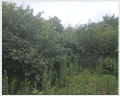  2025Ÿ395  ȱ  ܹݸ 330      (1)